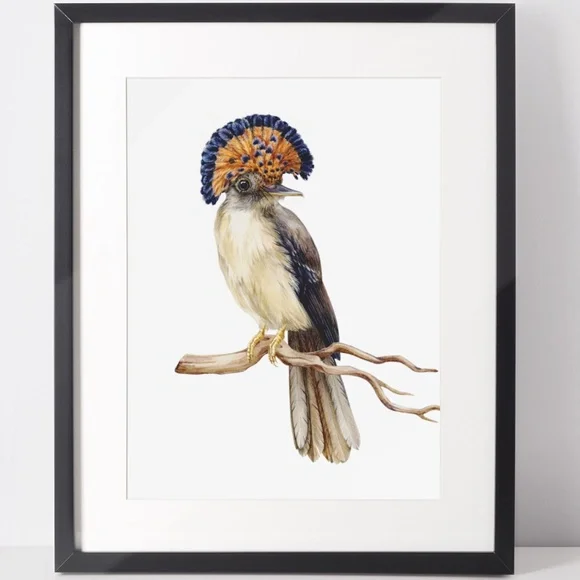 Flycatcher Bird Wall Art Watercolor Illustration Print Poster Card Unframed - Picture 2 of 7
